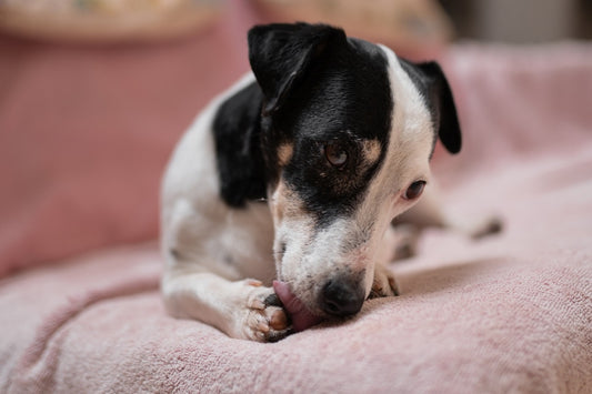 Black and white Jack Russell Terrier lies on pink blanket licking front paw