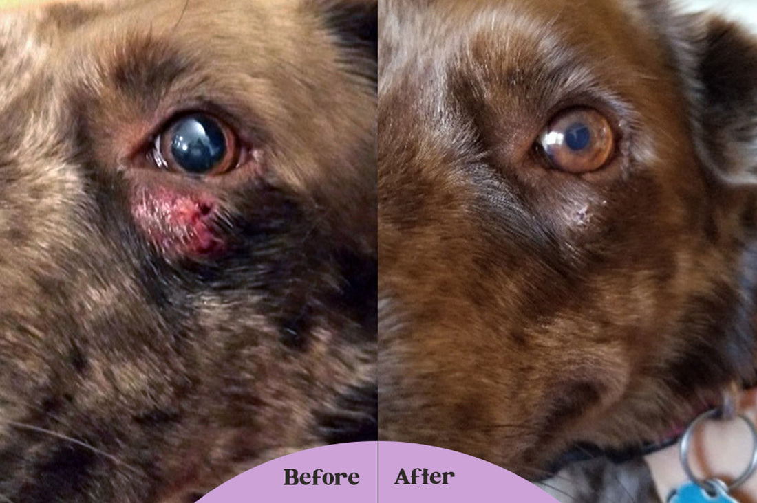 Left: before image of scrape wound under eye of Australian Shepherd; Right: after image of scrape wound healed with Lavengel