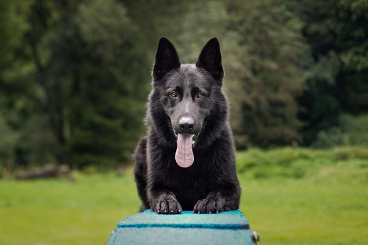 Black German Shepherd pants while lying on end of blue platform