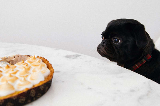 Black pug sits at white table staring at pie just out of reach