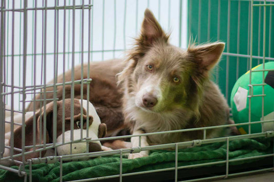 Brown and white Australian Shepherd lies on green blanket in crate with door open looking out at camera