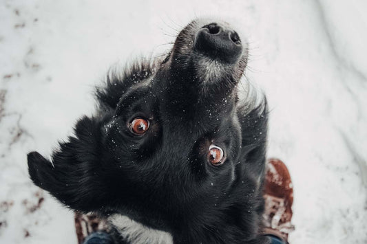 Border Collie dog sits at feet of photographer looking directly up at camera, appearing to be upside-down