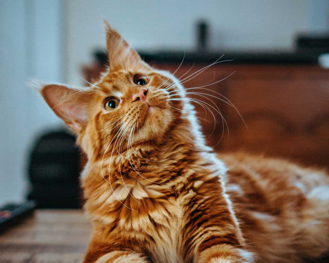 Orange tabby cat lying on table looks up at something seemingly in surprise
