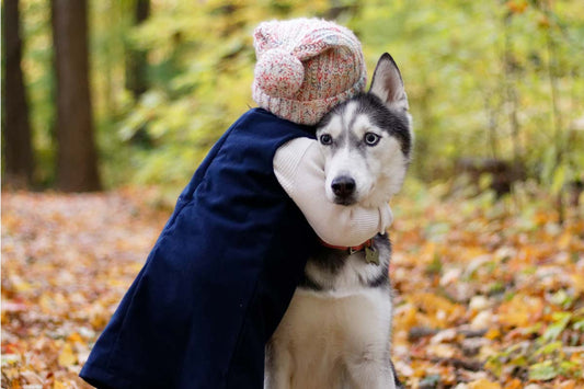 Small child in dark blue coat and winter knit hat hugging Siberian Husky around neck