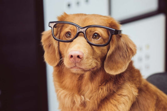 Nova Scotia Duck Tolling Retriever wearing thick-framed glasses with no lenses