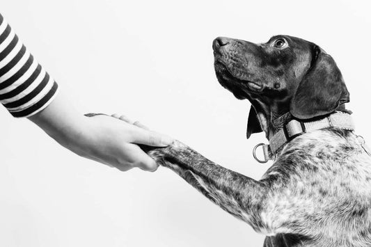 Black and white photo of German Shorthaired Pointer dog shaking hands with person wearing striped shirt