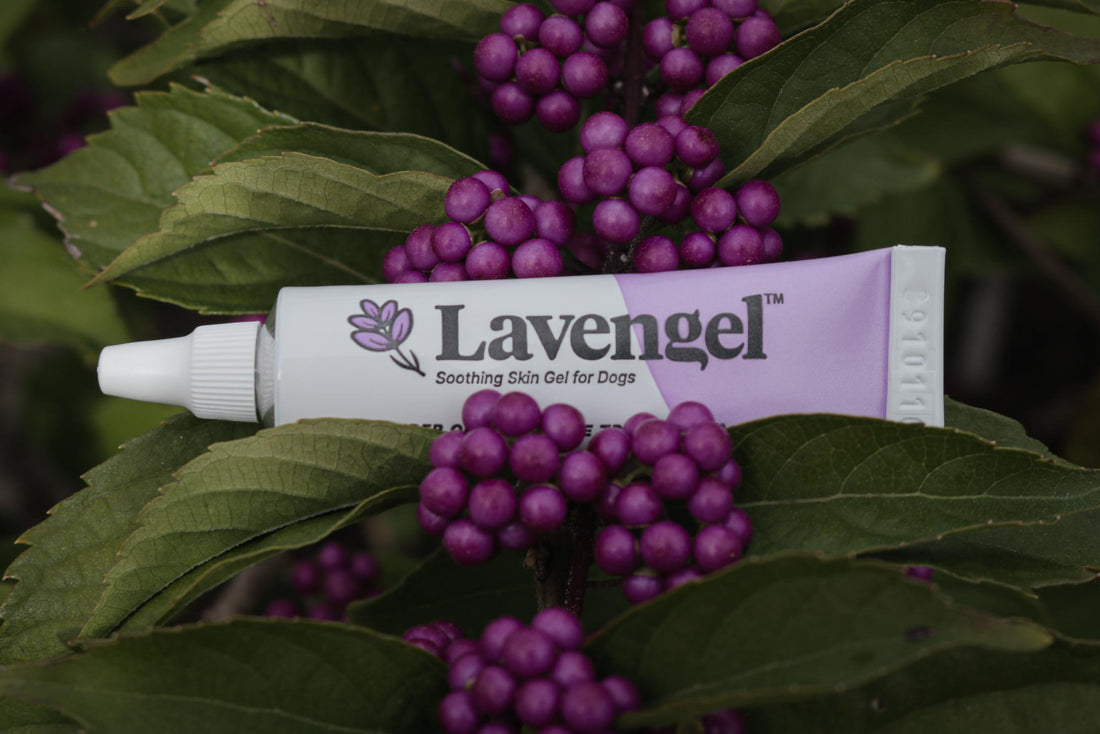 Tube of Lavengel sits on green leaves amidst purple berries