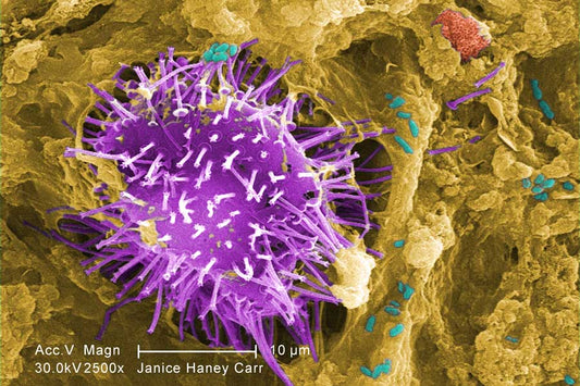 Colorized scanning electron microscope image of water specimen trapped in biofilm