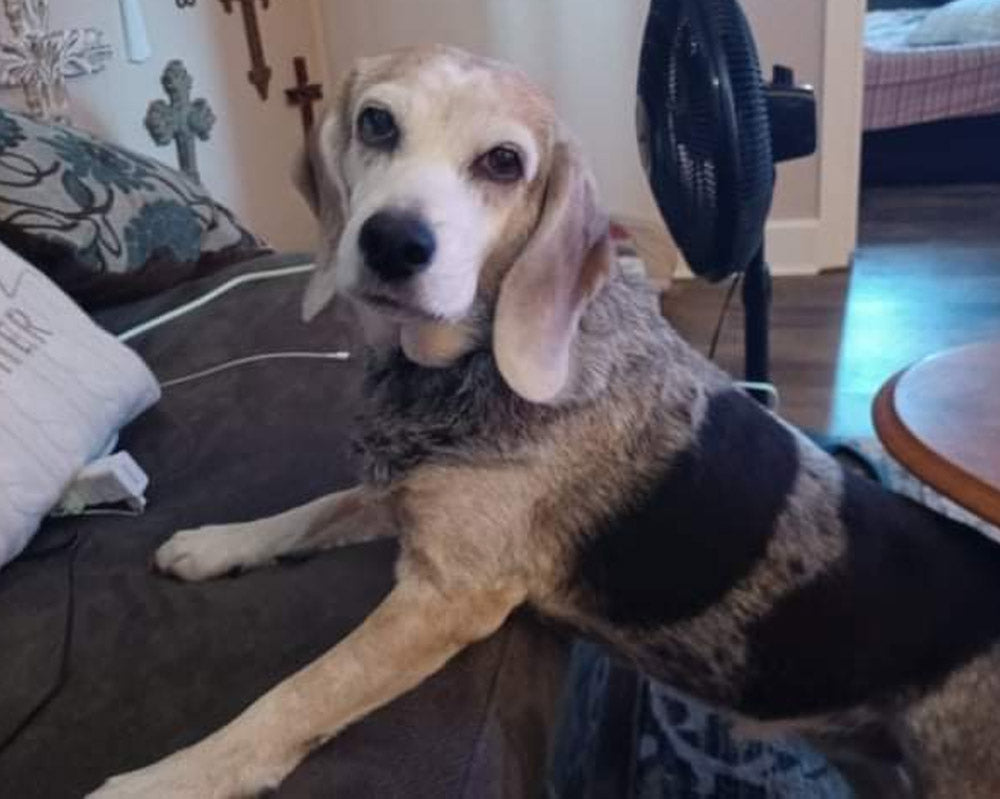 Senior beagle mix leans with front legs on couch looking at camera