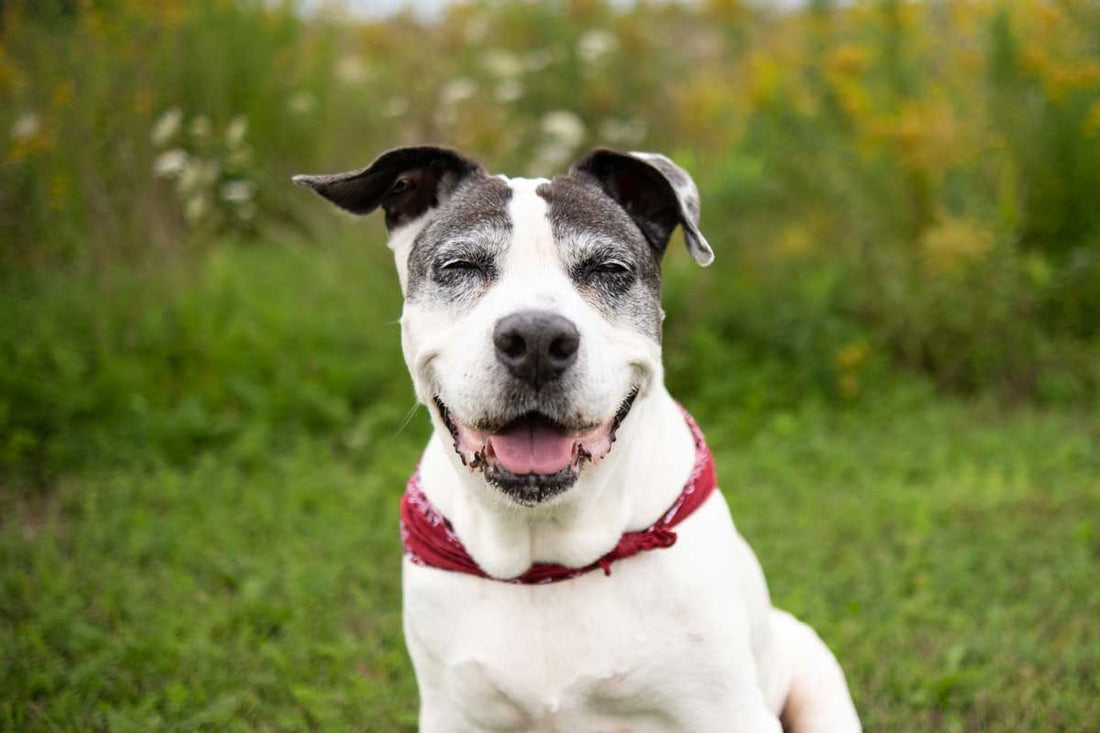 Black and white senior mutt with red bandanna sits in grassy field and smiles with eyes closed