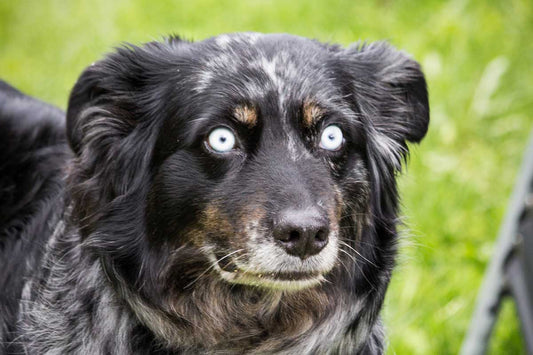 Black, white, and brown Australian shepherd stares wide-eyed into the distance