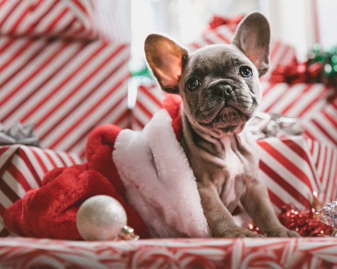 French bulldog puppy sits in Christmas stocking in front of various presents in similar wrapping paper