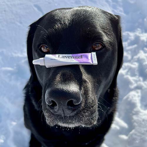 Black Labrador Retriever sits in snow looking up at camera with Lavengel tube on nose 