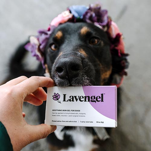 Hand holds box of Lavengel up to mouth of sitting black dog wearing a floral crown