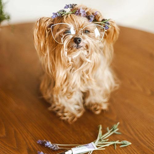 Long haired Yorkshire Terrier with glasses sits on wooden table with sprigs of lavender and tube of Lavengel in foreground