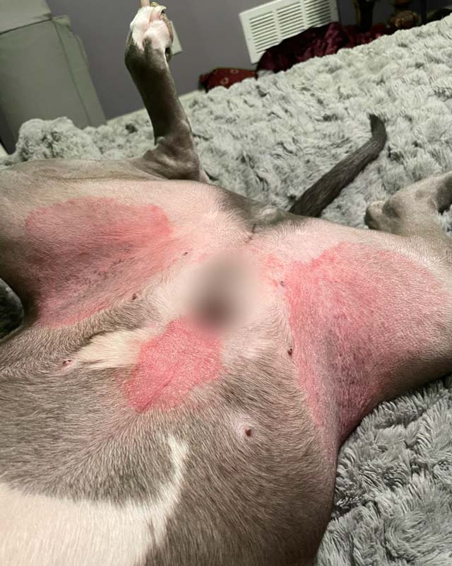 Allergic atopic dermatitis with redness on pitbull dog's belly and inner hips