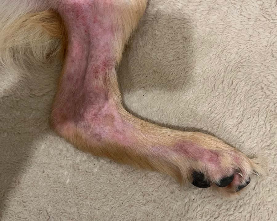 Atopic dermatitis with redness and fur loss on hind leg of Golden Retriever