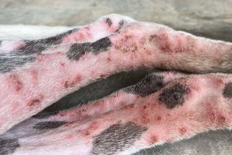 Parasitic bites and atopic dermatitis with possible pyoderma bacterial infection on dog hind legs
