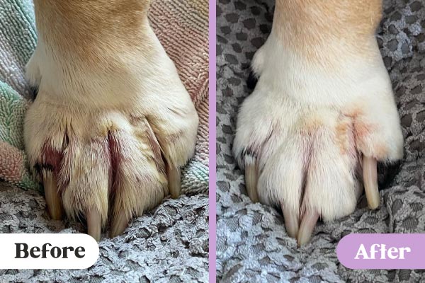 Before and after images of Lavengel healing redness and pyoderma infection between toes of English Bulldog