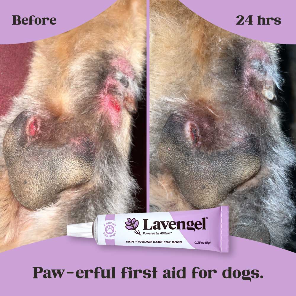 Left image: photo of cuts on dog paw near pad and nails before treatment with Lavengel. Right: Photo of same paw after 24 hours of Lavengel use with healthy scabbing and reduced redness. Bottom image: tube of Lavengel superimposed over lavender arc with text reading: 'Paw-erful first-aid for dogs'