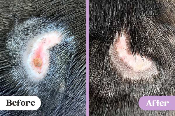 Before and after images of infection in burn wound of black dog clearing after Lavengel treatment