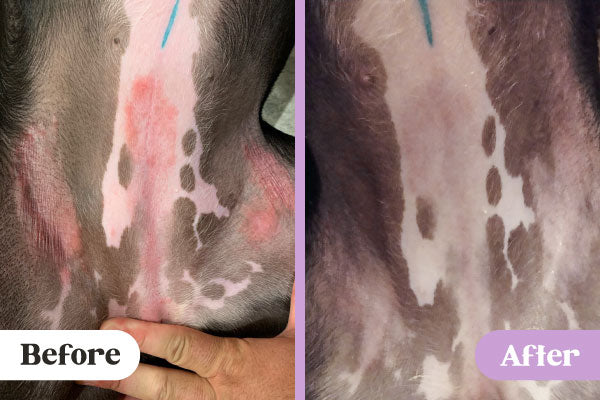 Before and after images of allergy rash on belly of Pitbull mix clearing after treatment with Lavengel