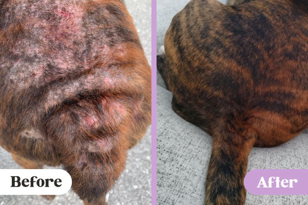 Before and after images of Lavengel healing extensive hotspot rash on back and tail of rescue dog