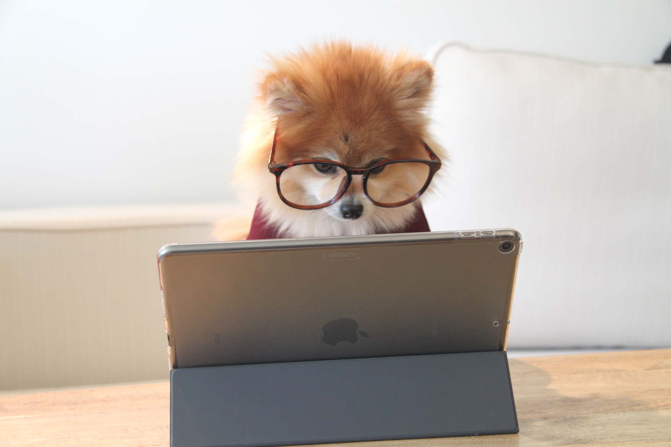 Orange and white Pomeranian dog wearing thick-framed glasses looking at an iPad