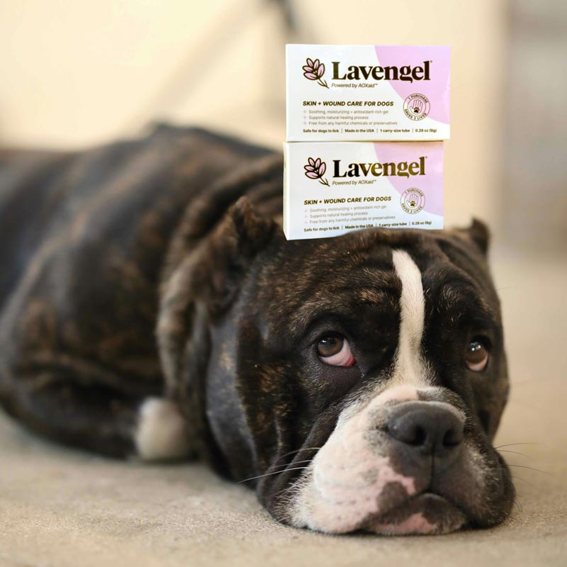 Black and white American Bully mix lying down with two Lavengel boxes stacked on its noggin