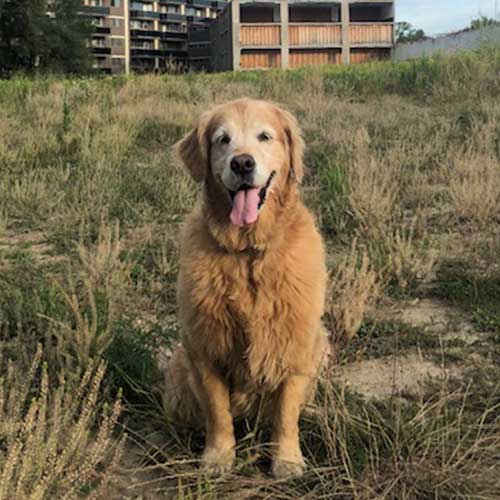 Senior Golden Retriever sitting in grassy field with buildings in background