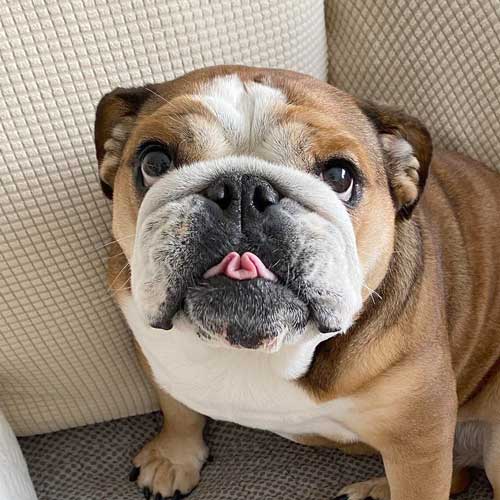 Brown and white English bulldog with tongue sticking out sitting on couch