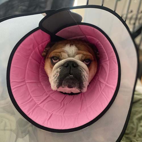 Unhappy English Bulldog in large padded cone for dogs