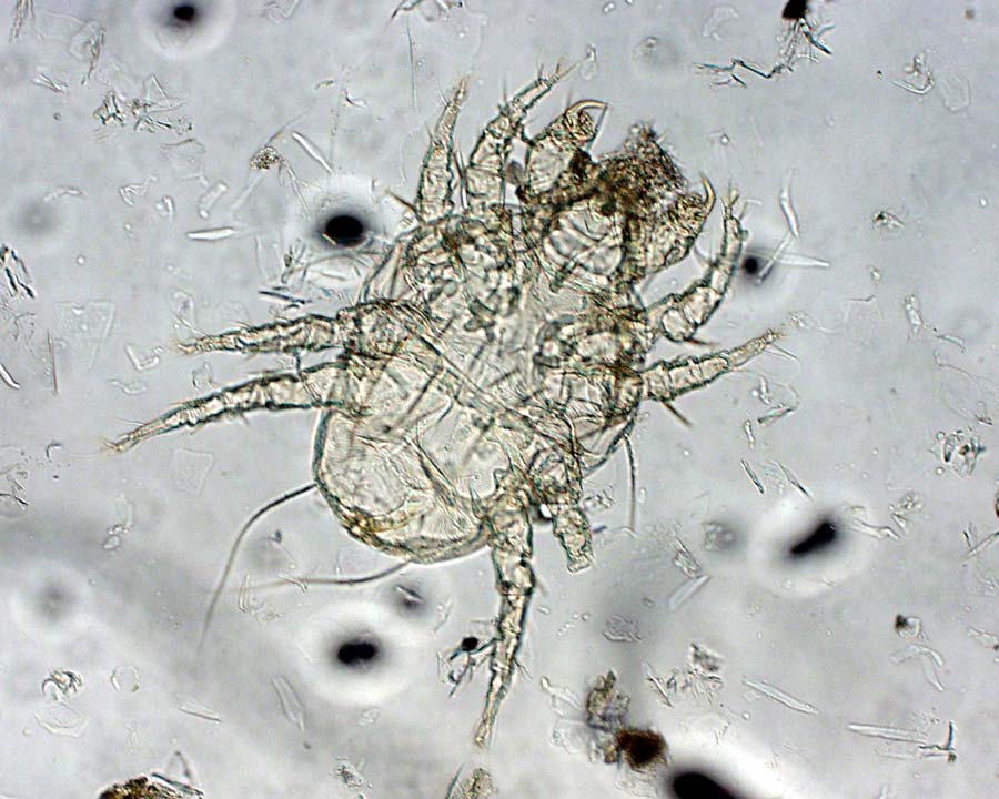 Cheyletiella yasguri mite under a microscope