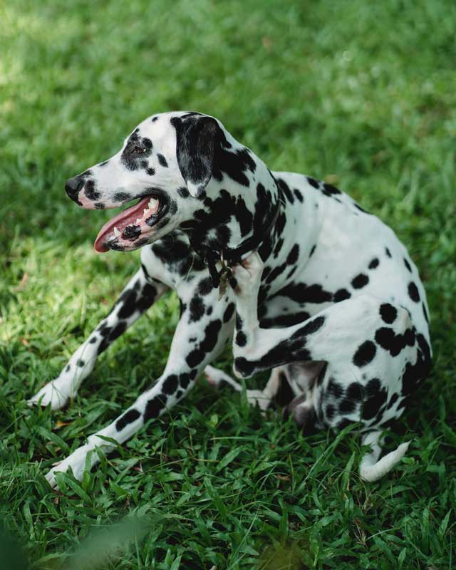 Dalmatian sits in grass scratching neck with hind leg
