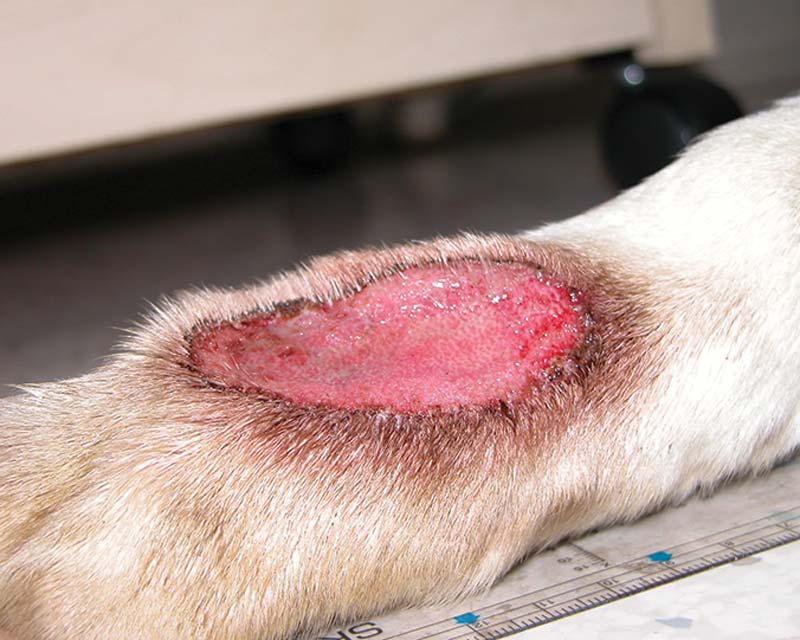 Deep pyoderma infection of lick granuloma on foreleg of dog