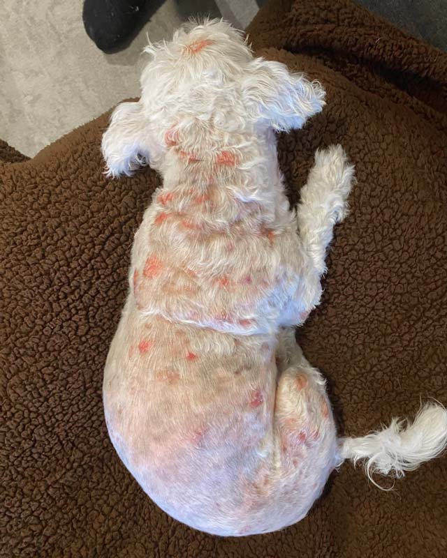 Dermatitis with red lesions and sores due to pyoderma bacterial skin infection on back, head, and legs of white dog