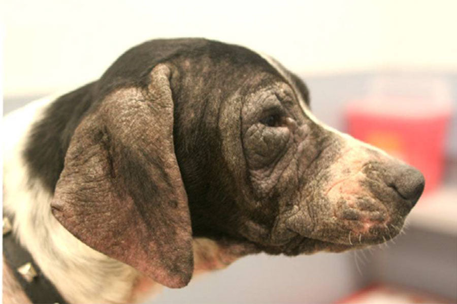 Dog with missing fur and hardened, leathery skin on ears and around eyes due to scratching and rubbing at allergy dermatitis