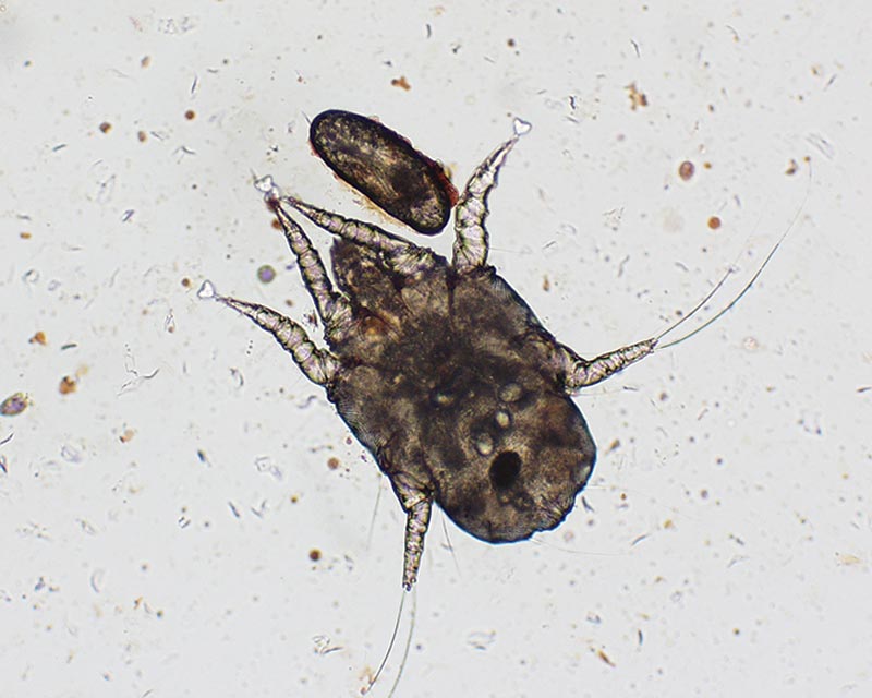 Otodectes cynotis (ear mite) seen under microscope at 100x magnification