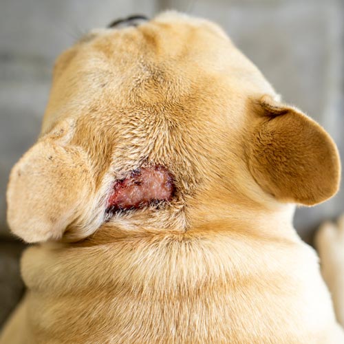 Hotspot on back left side of head on blonde French Bulldog