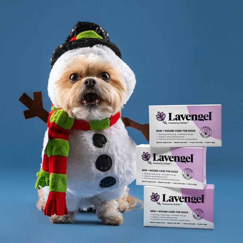 Shih Tzu in snowman costume sits next to three Lavengel boxes stacked on top of one another