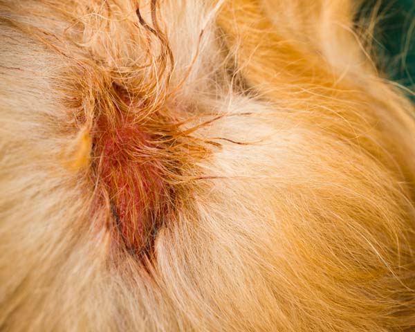 Bright red hot spot on head of Golden Retriever