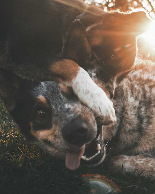 Blue Heeler dog playfully gnaws at neck of another cattle dog lying on ground