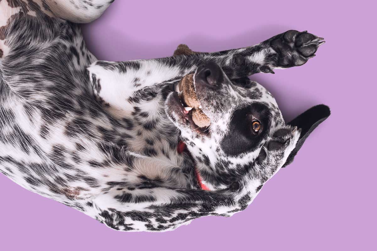 Black and white Dalmatian mix lies on back with stuffed toy in mouth