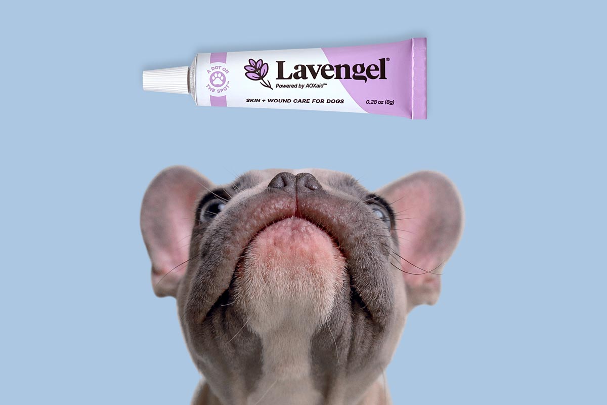 Closeup of French bulldog looking up at tube of Lavengel