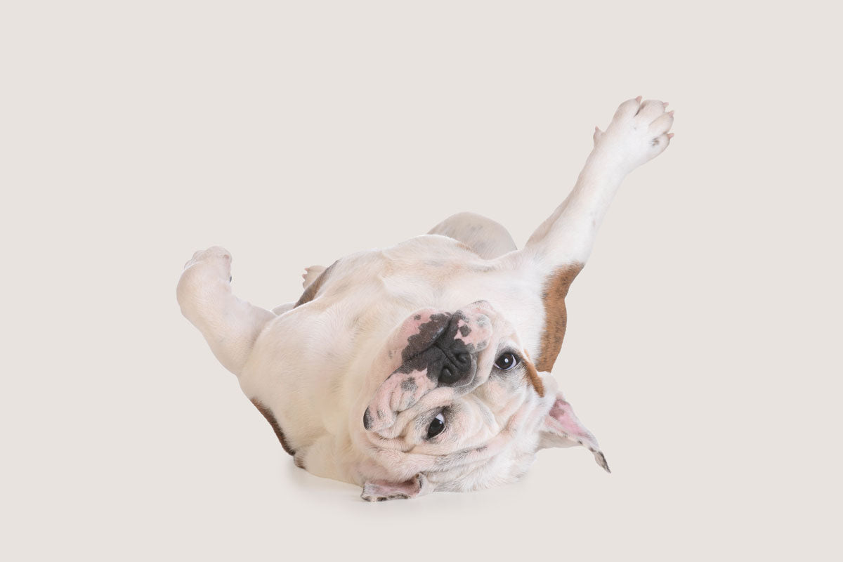 English Bulldog lying on back on sand-colored background looking at camera
