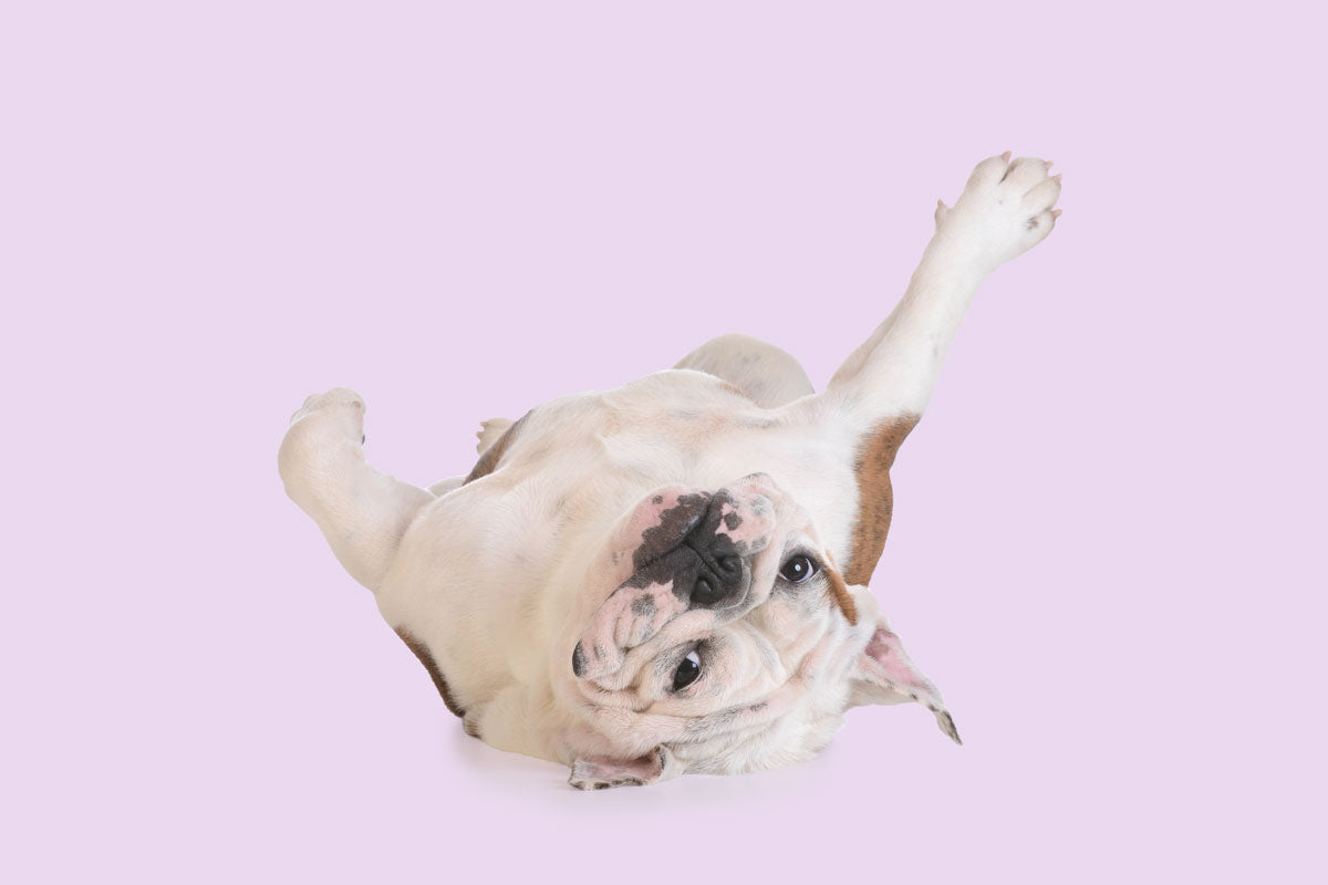 English Bulldog lying on back on pink-colored background looking at camera
