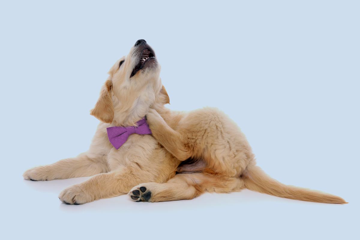 Golden Retriever puppy with purple bowtie on light blue background scratching neck