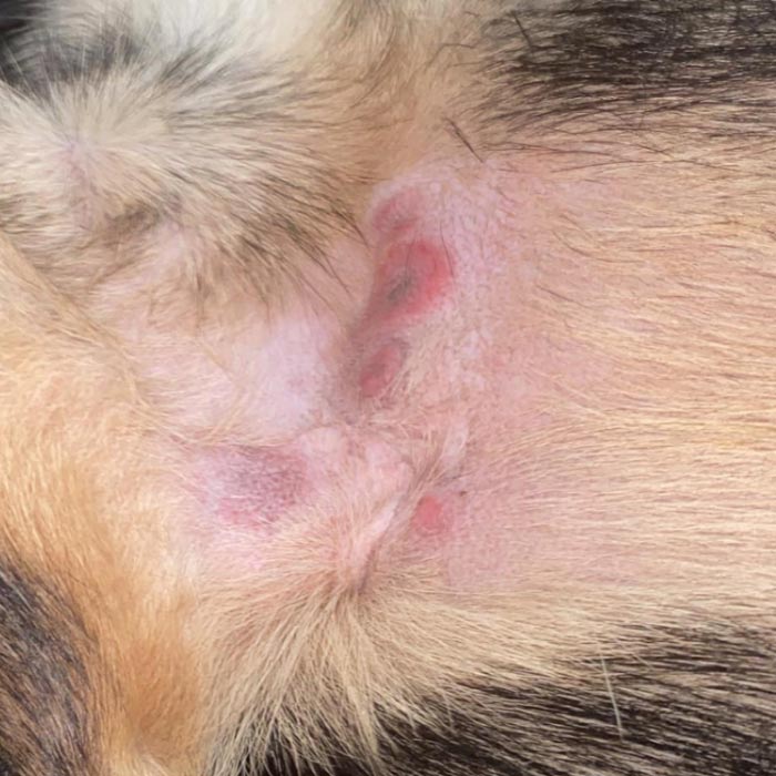 Hot spots in front axilla (armpit) of shepherd mix dog