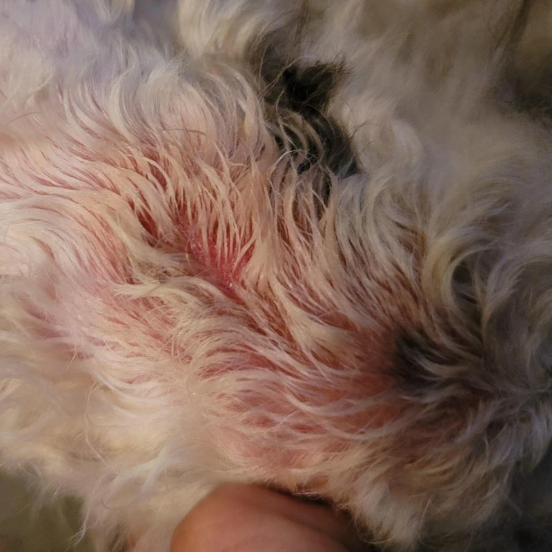 Acute moist dermatitis (hot spot) on dog with curly fur