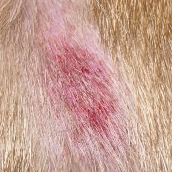 Acute moist dermatitis (hot spot) on side of dog, with missing fur